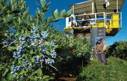 Good soil improves blueberries